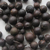Podocarpus nagi & Asian bayberry Seeds