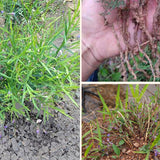 Polygala-tenuifolia-Polygalae-Seeds