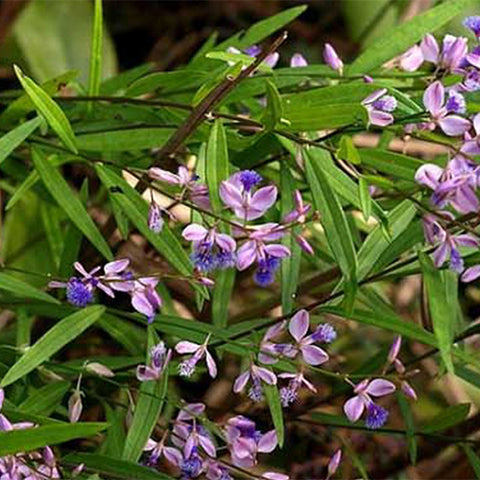 Polygala-tenuifolia-Polygalae-Seeds