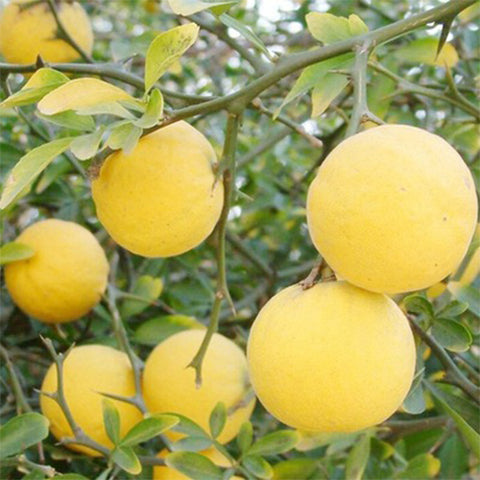 Poncirus trifoliata & Trifoliate orange Seeds
