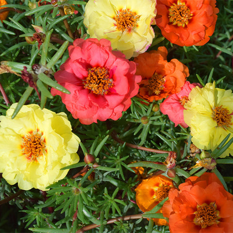 Portulaca-Grandiflora-Moss-Rose-Seeds