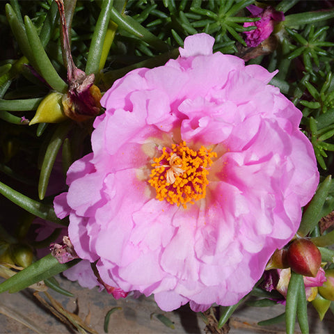 Portulaca-Grandiflora-Moss-Rose-Seeds