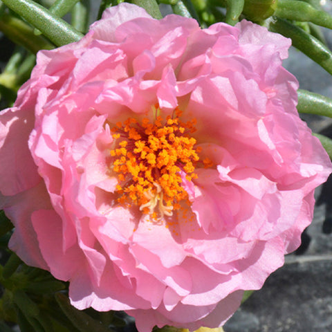 Portulaca Grandiflora & Moss Rose Seeds