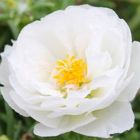 Portulaca Grandiflora & Moss Rose Seeds