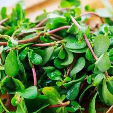 Portulaca-Oleracea-Purslane-Seeds