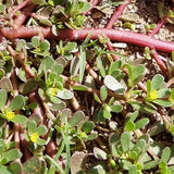 Portulaca-Oleracea-Purslane-Seeds