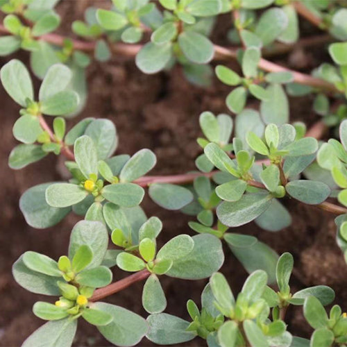 Portulaca Oleracea & Purslane Seeds – HeYou Seeds