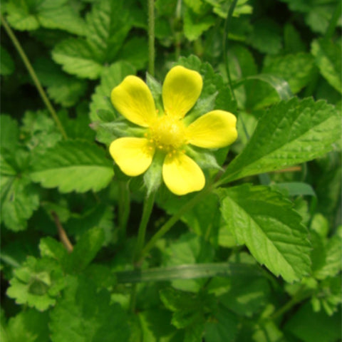 Potentilla-Chinensis-Seeds