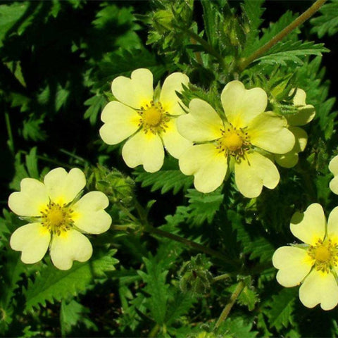Potentilla-Chinensis-Seeds