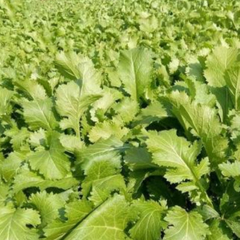 Potherb Mustard & Brassica Juncea Seeds
