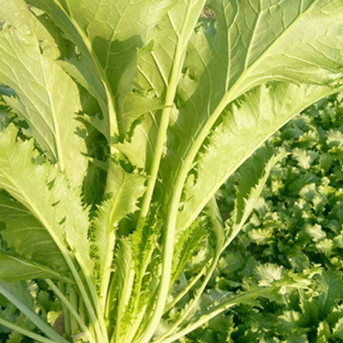 Potherb Mustard & Brassica Juncea Seeds