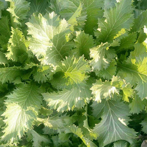 Potherb Mustard & Brassica Juncea Seeds
