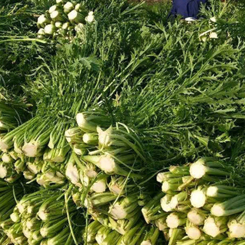 Potherb Mustard Seeds