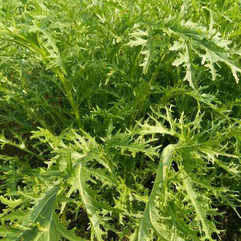 Potherb Mustard – HeYou Seeds