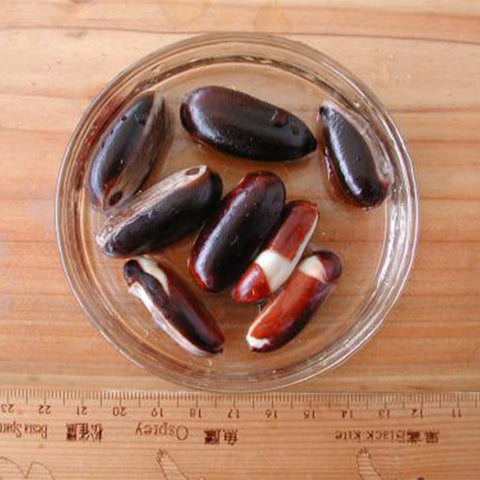 Pouteria-caimito-Abiu-Seeds