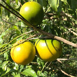 Pouteria-caimito-Abiu-Seeds
