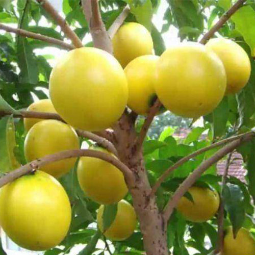 Pouteria Caimito & Abiu Seeds
