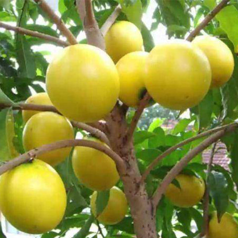 Pouteria-caimito-Abiu-Seeds