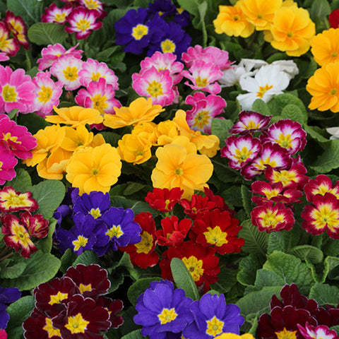 Primula Vulgaris & Primula Acaulis Seeds