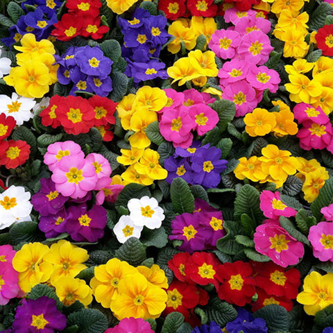 Primula Vulgaris & Primula Acaulis Seeds