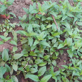 Prunella-vulgaris-Prunellae-Seeds