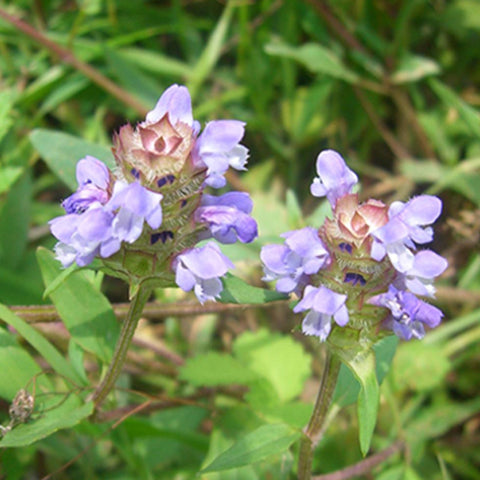 Prunella-vulgaris-Prunellae-Seeds