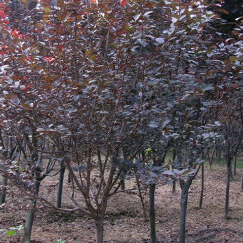 Prunus cerasifera & Cherry plum Seeds