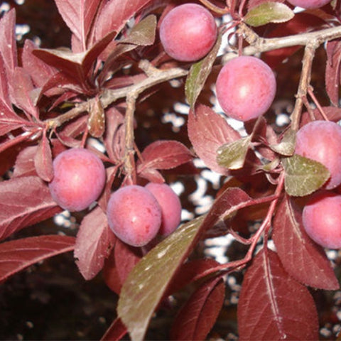 Prunus cerasifera & Cherry plum Seeds