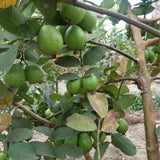 Psidium-guajava-Red-heart-guava-Seeds