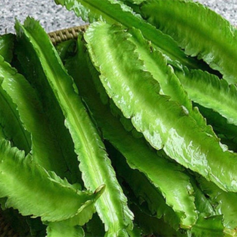 Psophocarpus-Tetragonolobus-Winged-Bean-Seeds