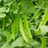 Psophocarpus-Tetragonolobus-Winged-Bean-Seeds