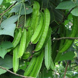 Psophocarpus-Tetragonolobus-Winged-Bean-Seeds