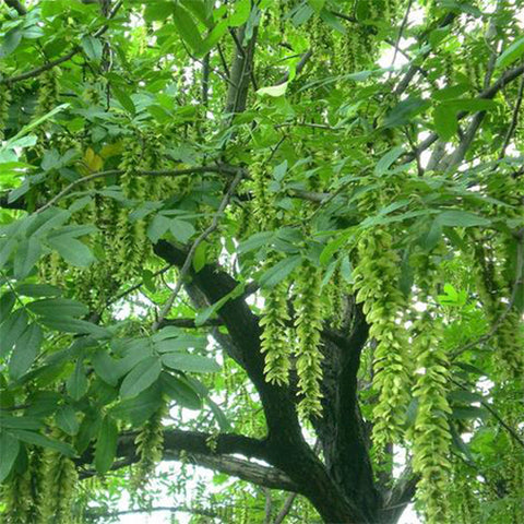 Pterocarya stenoptera & Chinese wingnut Seeds