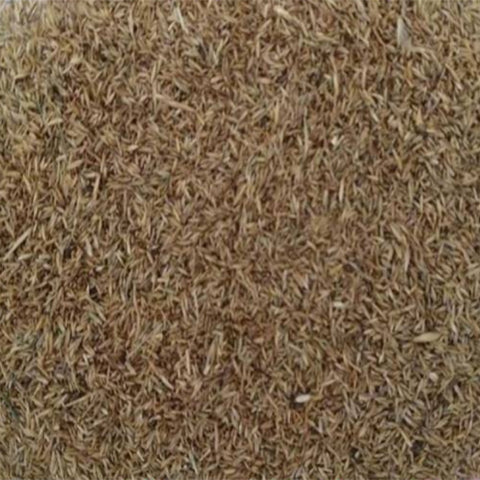Puccinellia-tenuiflora-Stargrass-Seeds