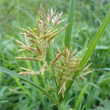 Puccinellia-tenuiflora-Stargrass-Seeds