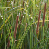 Puccinellia-tenuiflora-Stargrass-Seeds