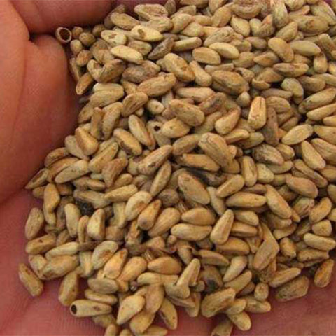 Punica-granatum-Pomegranate-Seeds