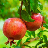 Punica-granatum-Pomegranate-Seeds