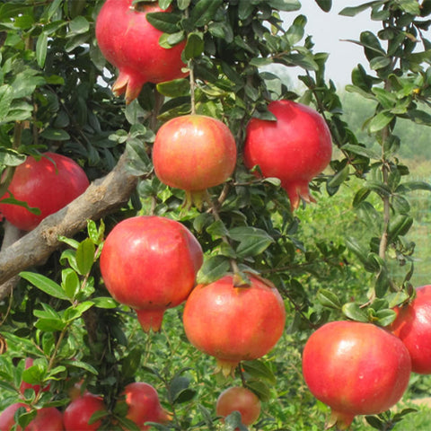 Punica-granatum-Pomegranate-Seeds