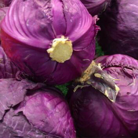 Purple Cabbage Seeds