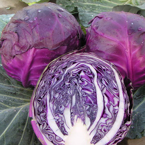 Purple Cabbage Seeds