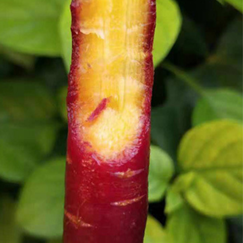 Organic Purple Carrot Seeds