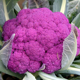 Purple Cauliflower Seeds