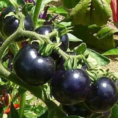 Purple Cherry Tomatoes