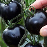 Purple Cherry Tomatoes