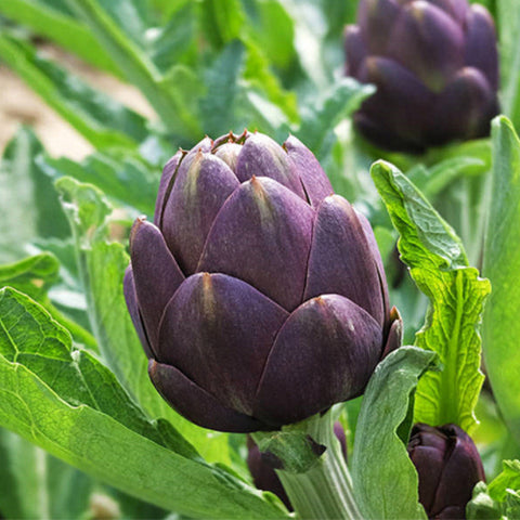Purple-Cynarascolymus-Artichoke-Seeds