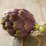 Purple-Cynarascolymus-Artichoke-Seeds