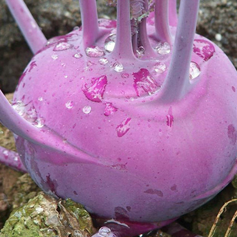 Purple Kohlrabi Seeds