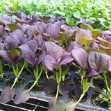 Purple-Leaf-Rape-Cole-Seeds