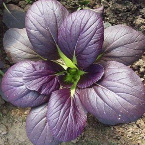 Purple-Leaf-Rape-Cole-Seeds